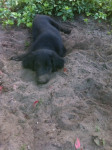 Tommy 10 weken oud
